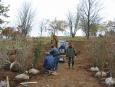 Planting the american cranberry bushes