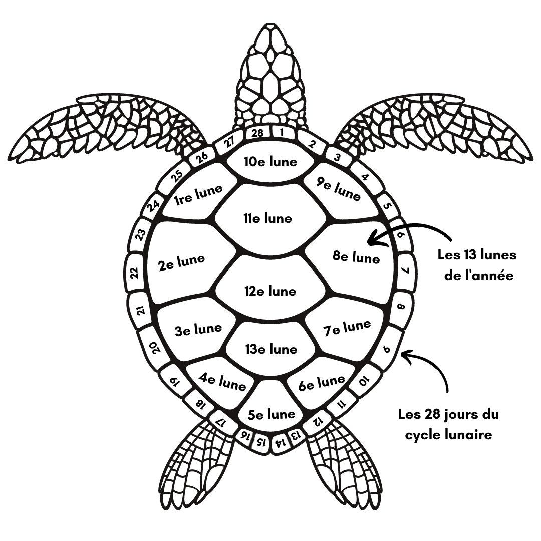 Dessin du dos d'une tortue où les écailles sont numérotées pour démontrer comment le calendrier fonctionne.