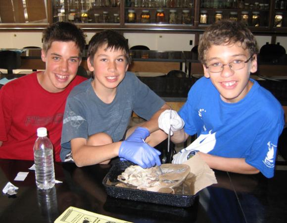 Dissection